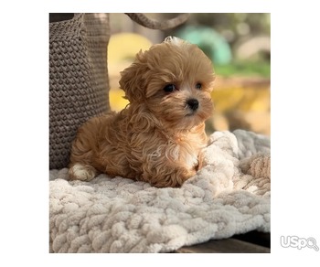 Maltipoo  ready
