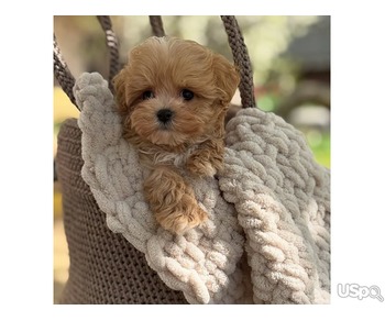 Maltipoo  ready