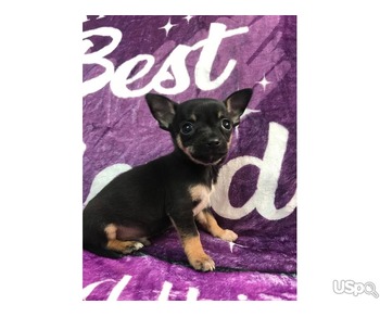 Boy Chihuahuas for adoption