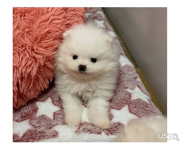 Teacup Pomeranian Puppies For Sale
