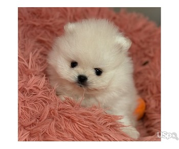 Teacup Pomeranian Puppies For Sale