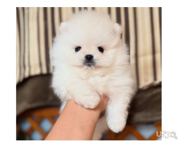 Teacup Pomeranian Puppies For Sale