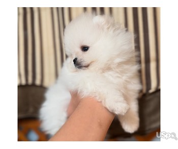Teacup Pomeranian Puppies For Sale