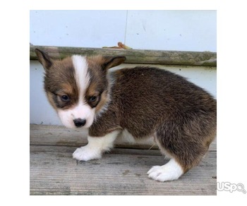 Corgi puppies for sale