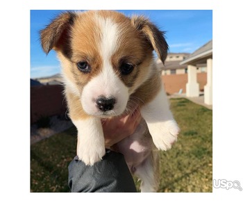 Corgi puppies for sale