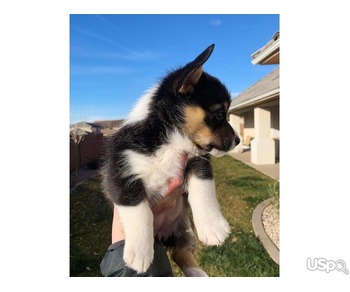 Corgi puppies for sale