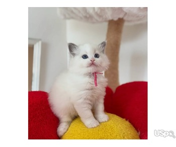 Girl Ragdoll kittens for sale