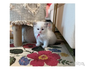 Girl Ragdoll kittens for sale