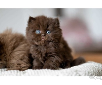 British Shorthair kitten training tips in New York|British Shorthair kitten vaccinations in NYC