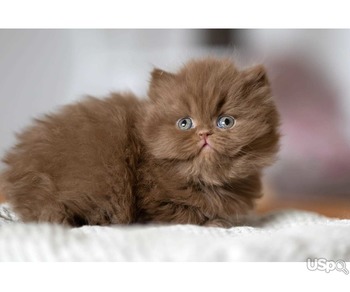British Shorthair kitten training tips in New York|British Shorthair kitten vaccinations in NYC