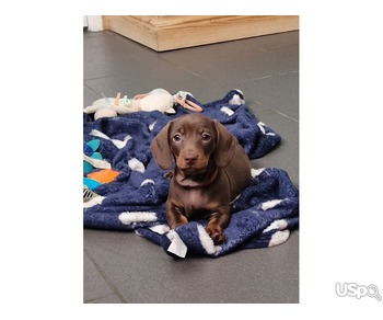 Chunky puppies for adoption
