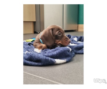 Chunky puppies for adoption