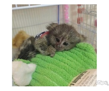 Female Finger Monkey For Sale