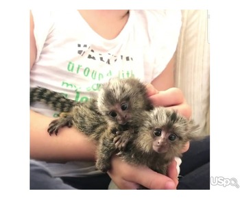 Female Finger Monkey For Sale