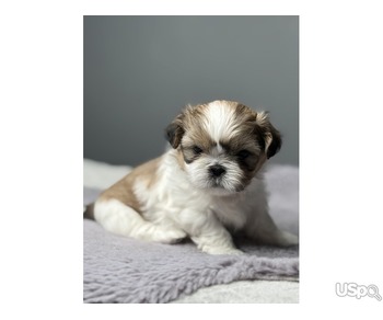 Two Adorable Shih Tzu Puppies for sale