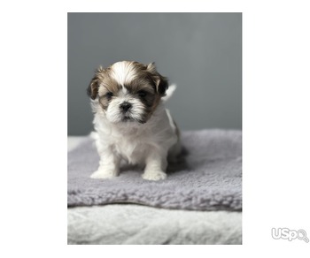 Two Adorable Shih Tzu Puppies for sale