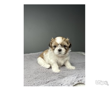 Two Adorable Shih Tzu Puppies for sale