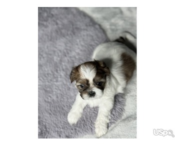 Two Adorable Shih Tzu Puppies for sale