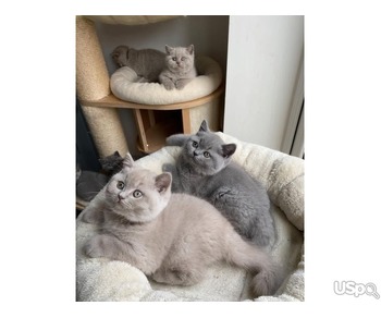 Top Quality Kittens