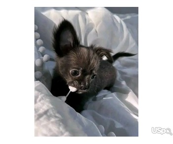 Chihuahua puppy for adoption
