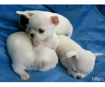 Chihuahua puppy for adoption