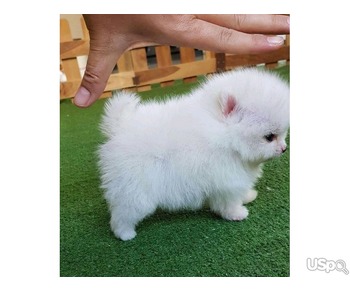 Pomeranian puppy for adoption