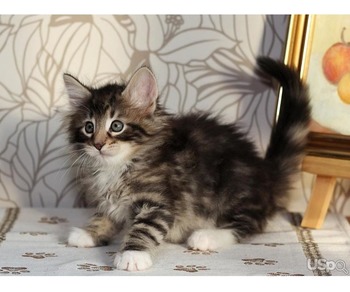 kitten for rehoming