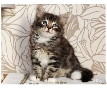 kitten for rehoming