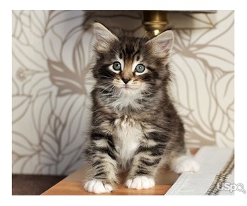 kitten for rehoming