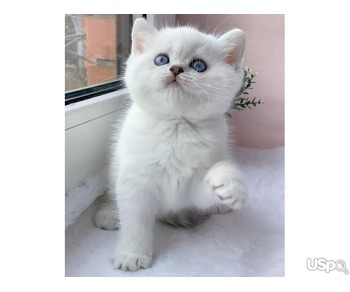 White British shorthair  available