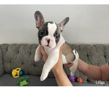 French Bull Dog