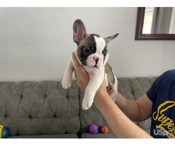 French Bull Dog
