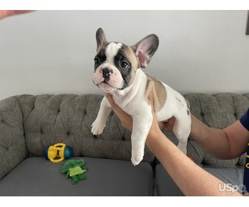 French Bull Dog