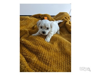Maltese Puppy For Adoption