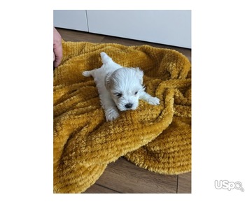 Maltese Puppy For Adoption