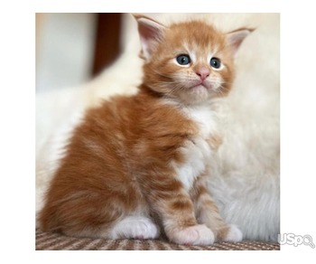 main coon kitten
