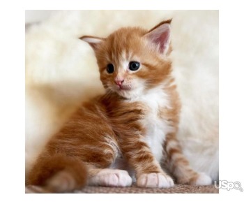 main coon kitten