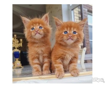 main coon kitten
