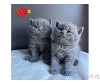 Lilac British Shorthair Kittens