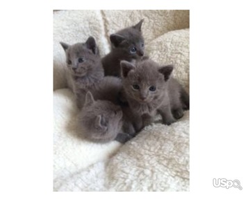 Русские голубые котята