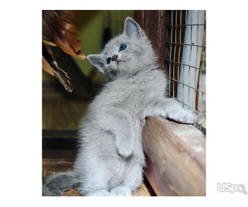 Russian blue kittens for sale