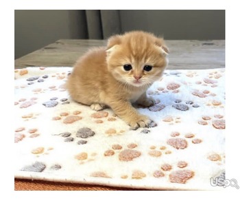 Male Scottish fold available