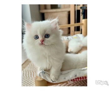 Persian kitten