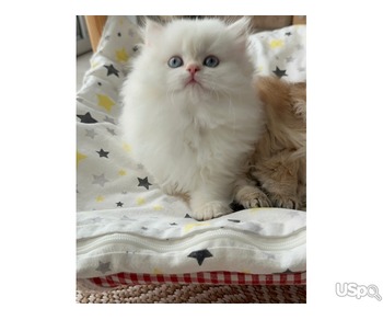 Persian kitten