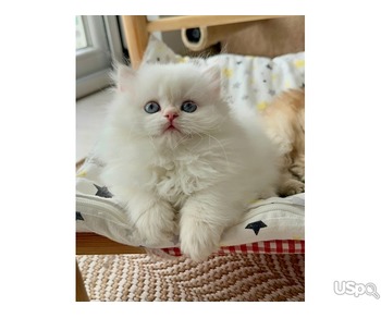 Persian kitten