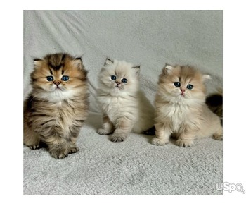 Three Persian kittens for sale