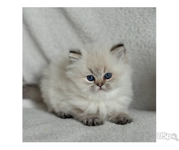 Three Persian kittens for sale