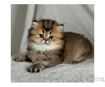 Three Persian kittens for sale