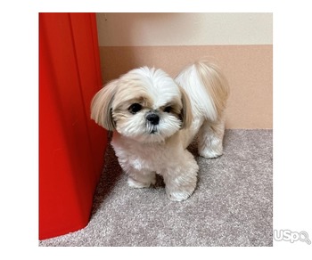 Shih Tzu Female For Adoption