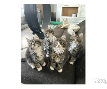 Main coon kitten for sale